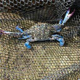 タイワンガザミ