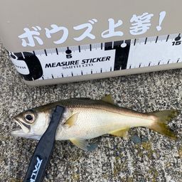 サバ