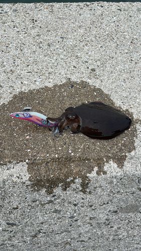 モンゴウイカの釣果