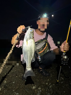 スズキの釣果