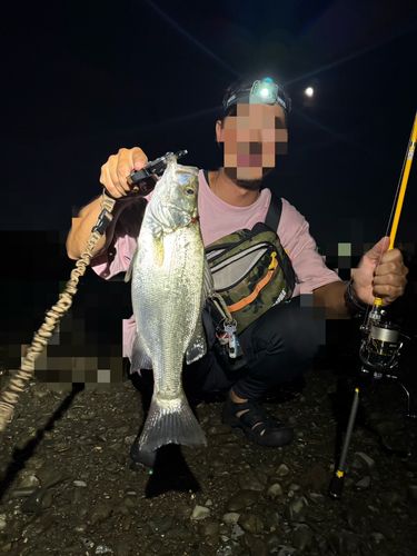 スズキの釣果