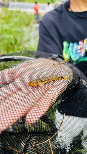 ヨシノボリの釣果