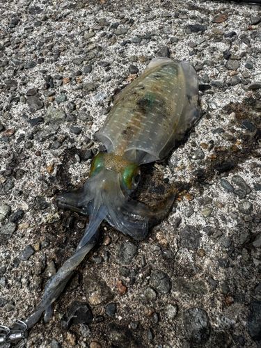 釣果