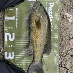 スモールマウスバス