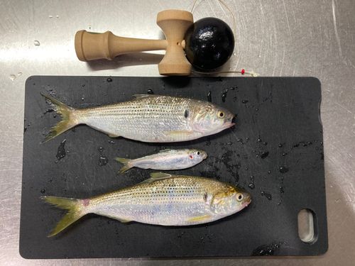 コノシロの釣果