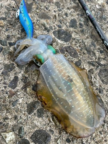 アオリイカの釣果