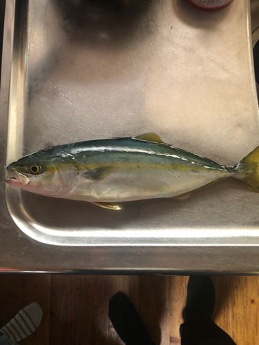 釣果