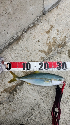 フクラギの釣果