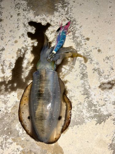 アオリイカの釣果