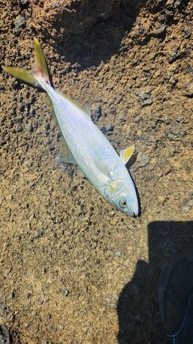 フクラギの釣果