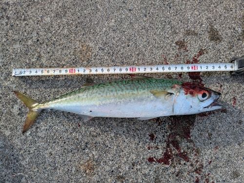 サバの釣果