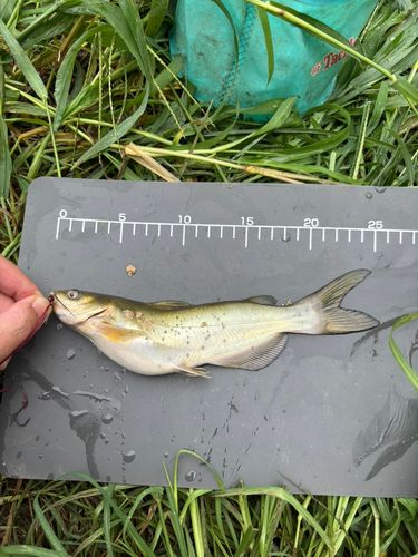 アメリカナマズの釣果