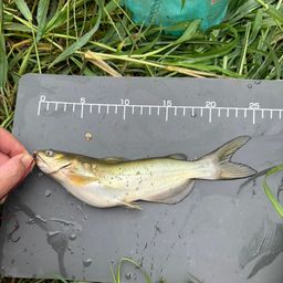 アメリカナマズ