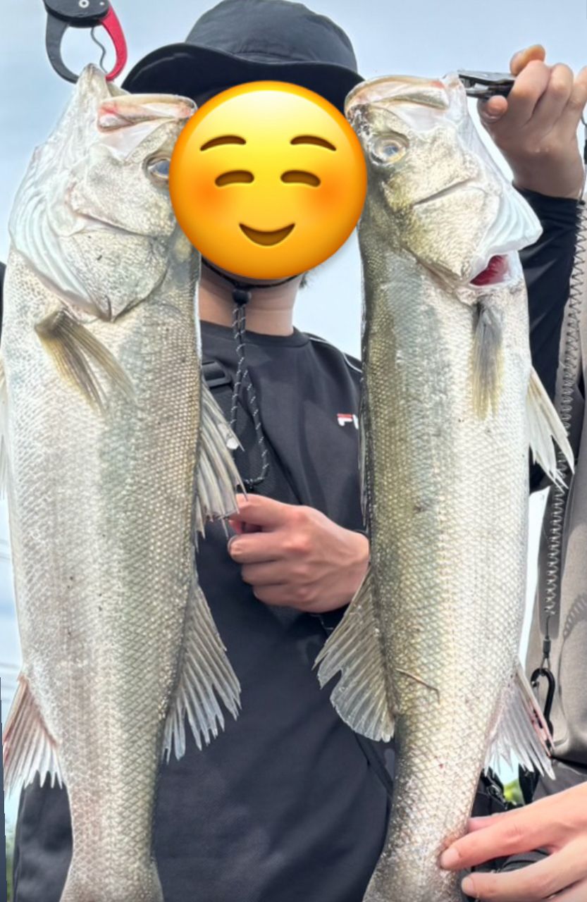 シーバス