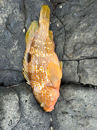 キジハタの釣果