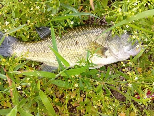ブラックバスの釣果
