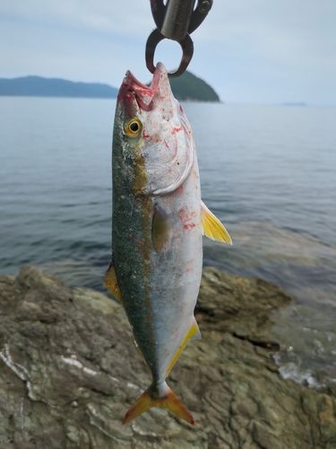 臼杵湾