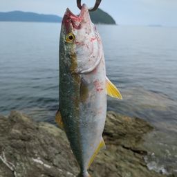 ツバス
