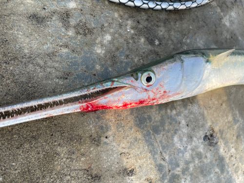 ダツの釣果
