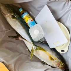 カンパチの釣果