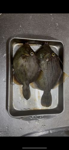 カワハギの釣果