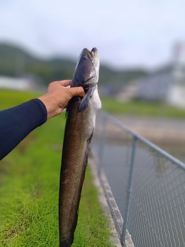 ナマズの釣果