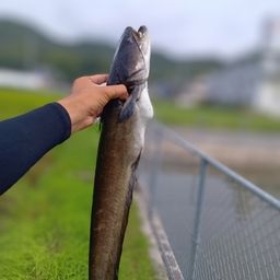 ナマズ
