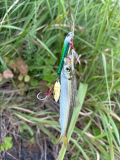 ママカリの釣果