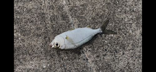 錦江湾
