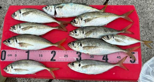 アジの釣果