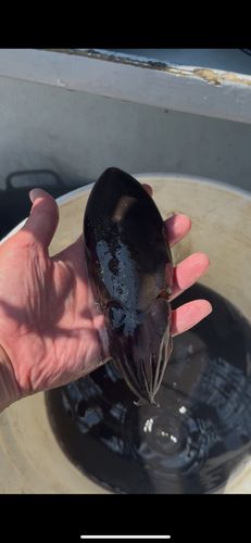モンゴウイカの釣果