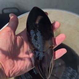 モンゴウイカ