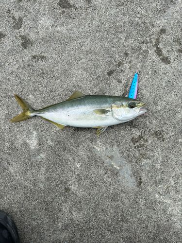 気仙沼湾