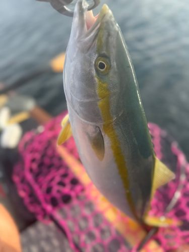 イナダの釣果