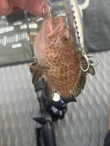 オオモンハタの釣果