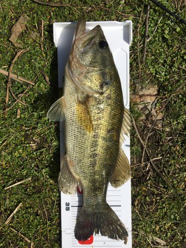 ブラックバスの釣果