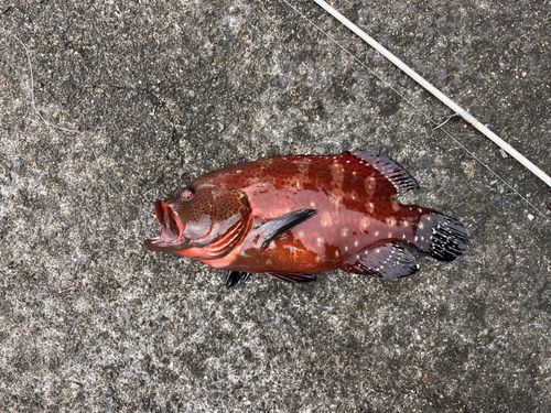 キジハタの釣果