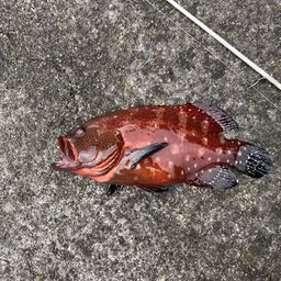 キジハタ