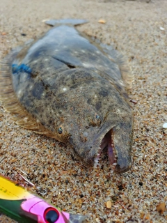 ヒラメの釣果