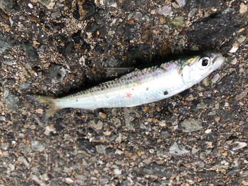 コハダの釣果