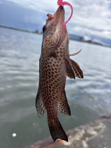 オオモンハタの釣果