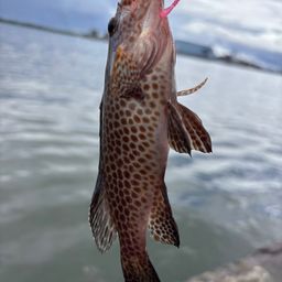 オオモンハタ