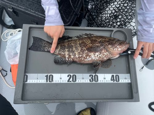 オオモンハタの釣果