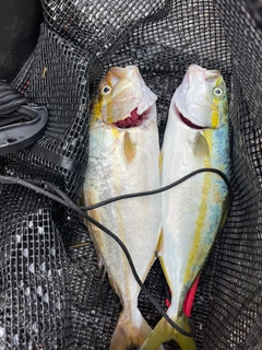 ショゴの釣果