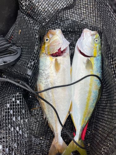 ショゴの釣果