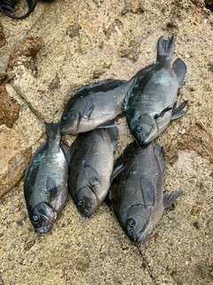メジナの釣果