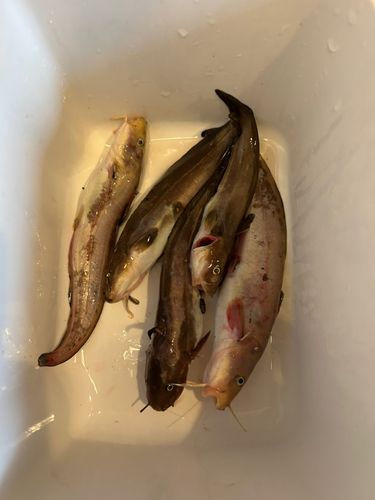 釣果