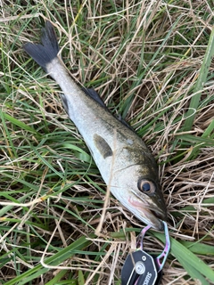 セイゴ（マルスズキ）の釣果