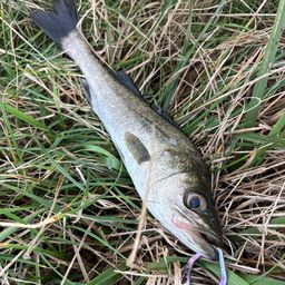 セイゴ（マルスズキ）