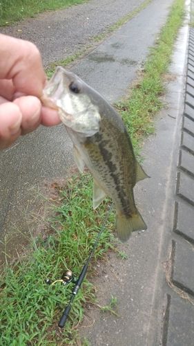 ラージマウスバスの釣果